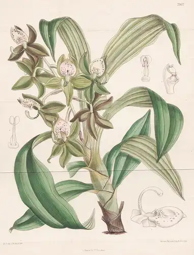 Cycnoches Haagii. Tab 7502 - Brasil Brazil Brasilien / Orchidee orchid / Pflanze Planzen plant plants / flower