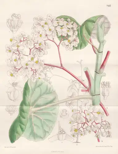 Begonia Umbraculifera. Tab 7457 - Brasil Brazil Brasilien /  Pflanze Planzen plant plants / flower flowers Blu