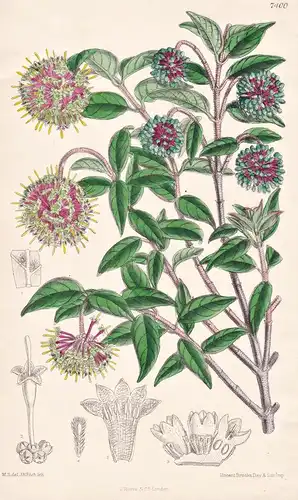 Cephalamthus Natalensis. Tab 7400 - Africa Afrika / Pflanze Planzen plant plants / flower flowers Blume Blumen