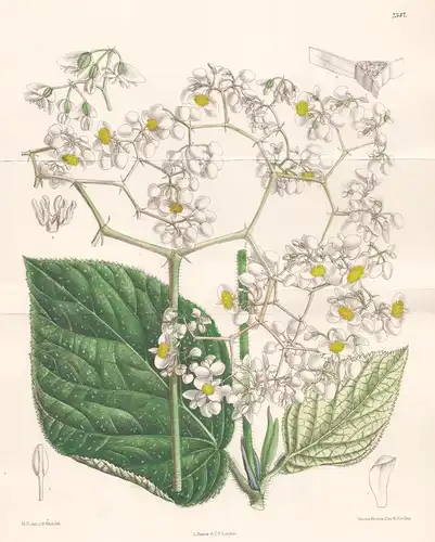 Begonia Scabrida. Tab 7347 - Venezuela / Pflanze Planzen plant plants / flower flowers Blume Blumen / botanica