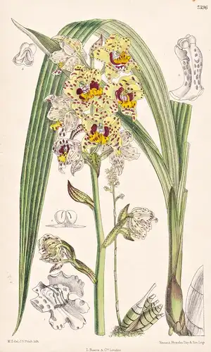 Cyrtopodium Virescens. Tab 7396 - Brasil Brazil Brasilien / Orchidee orchid / Pflanze Planzen plant plants / f