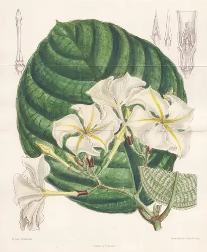 Chonemorpha Macrophylla. Tab 7492 - India Indien Malay Island /  Pflanze Planzen plant plants / flower flowers