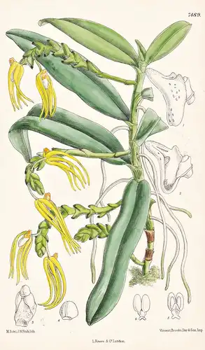 Sarcochilus Hainanensis. Tab 7489 - Hainan China / Orchidee orchid / Pflanze Planzen plant plants / flower flo