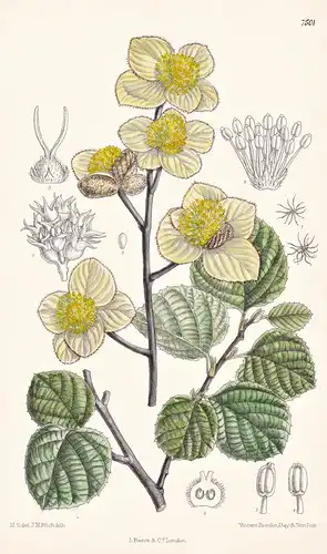 Parrotia Jacquemontiana. Tab 7501 - Himalaya / Pflanze Planzen plant plants / flower flowers Blume Blumen / bo