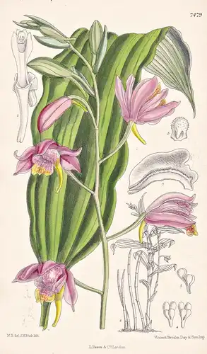 Phajus Mishmensis. Tab 7479 - Himalaya / Orchidee orchid / Pflanze Planzen plant plants / flower flowers Blume