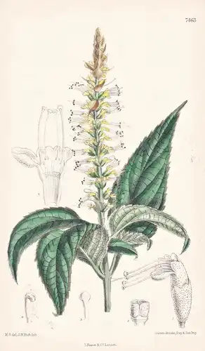Comanthosphace Japonica. Tab 7463 - Japan / Pflanze Planzen plant plants / flower flowers Blume Blumen / botan