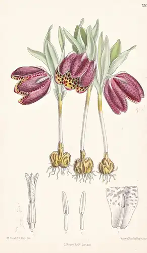 Fritillaria Nobilis. Tab 7500 - Armenia Armenien / Pflanze Planzen plant plants / flower flowers Blume Blumen