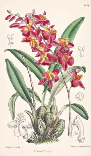 Cochlioda Noezliana. Tab 7474 - Peru / Orchidee orchid / Pflanze Planzen plant plants / flower flowers Blume B