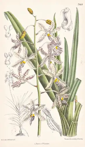 Dipodium Paludosum. Tab 7464 - Malayan Peninsula Malaiische Halbinsel / Orchidee orchid / Pflanze Planzen plan