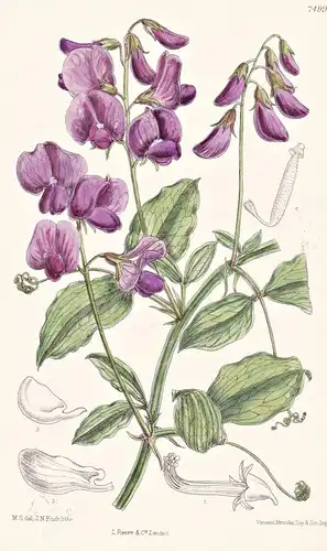 Lathyrus Undulatus. Tab 7499 - Dardanelles Dardanellen / Pflanze Planzen plant plants / flower flowers Blume B