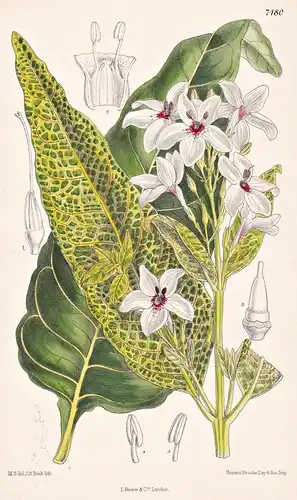 Eranthemum Reticulatum. Tab 7480 - Australia Australien / Pflanze Planzen plant plants / flower flowers Blume
