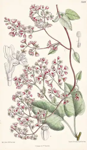 Polygonum Baldschuanicum. Tab 7544 - Usbekistan / Pflanze Planzen plant plants / flower flowers Blume Blumen /