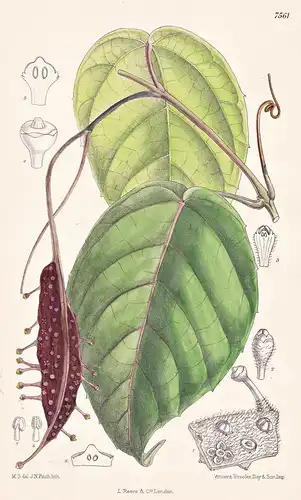 Pterisanthes Polita. Tab 7561 - Malay Peninsula Malaiische Halbinsel / Pflanze Planzen plant plants / flower f