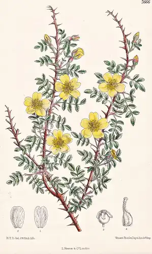 Rosa Xanthina. Tab 7666 - Asia Asien Afghanistan / Pflanze Planzen plant plants / flower flowers Blume Blumen