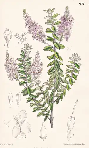Veronica Balfouriana. Tab 7556 - New Zealand Neuseeland / Pflanze Planzen plant plants / flower flowers Blume