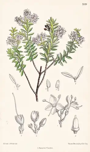 Veronica Diosmaefolia, var. Trisepala. Tab 7539 - New Zealand Neuseeland / Pflanze Planzen plant plants / flow