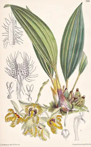 Sievekingia Reichenbachiana. Tab 7576 - Ecuador / Pflanze Planzen plant plants / flower flowers Blume Blumen /