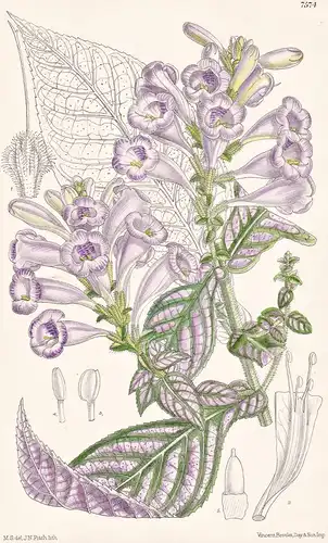 Strobilanthes Dyerianus. Tab 7574 - Burma / Pflanze Planzen plant plants / flower flowers Blume Blumen / botan