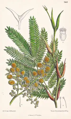 Acacia Sphaerocephala. Tab 7663 - Mexico Mexiko / Pflanze Planzen plant plants / flower flowers Blume Blumen /