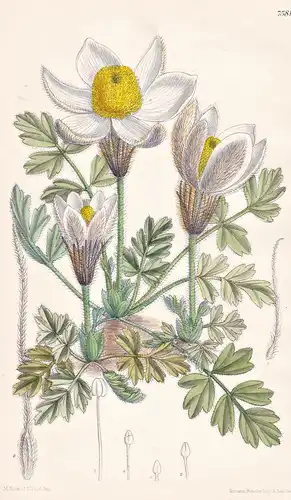 Anemone Vernalis. Tab 7581 - Europe Europa / Pflanze Planzen plant plants / flower flowers Blume Blumen / bota