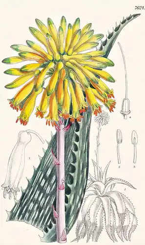 Aloe Leptophylla. Tab 7624 - Cape of Good Hope Kap der Guten Hoffnung / Pflanze Planzen plant plants / flower
