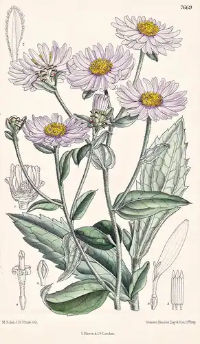 Aster Piccolii. Tab 7669 - China / Pflanze Planzen plant plants / flower flowers Blume Blumen / botanical Bota