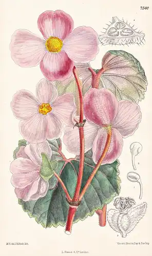 Begonia Baumanni. Tab 7540 - Bolivia Bolivien / Pflanze Planzen plant plants / flower flowers Blume Blumen / b