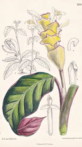 Calathea Picta. Tab 7674 - Brasil Brazil Brasilien / Pflanze Planzen plant plants / flower flowers Blume Blume