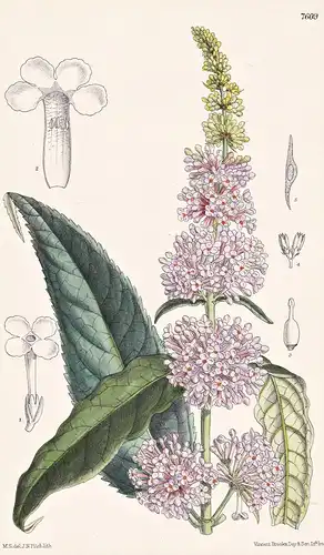 Buddleia Variabilis. Tab 7609 - China / Pflanze Planzen plant plants / flower flowers Blume Blumen / botanical