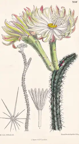 Cereus Paxtonianus. Tab 7648 - Brasil Brazil Brasilien / Kaktus cactus / Pflanze Planzen plant plants / flower
