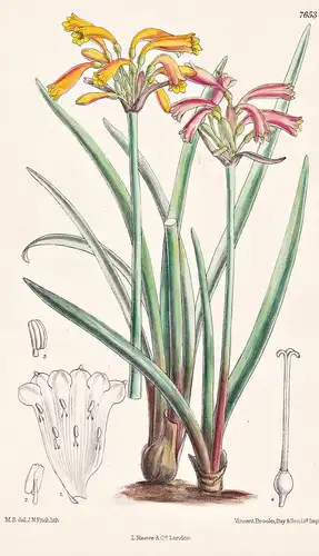 Cyrtanthus Parviflorus. Tab 7653 - Cape of Good Hope Kap der Guten Hoffnung / Pflanze Planzen plant plants / f