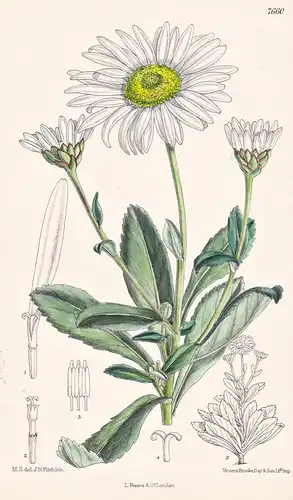 Chrysanthemum Nipponicum. Tab 7660 - Japan / Pflanze Planzen plant plants / flower flowers Blume Blumen / bota