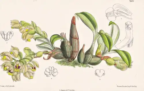 Eria Latibracteata. Tab 7605 - Borneo / Pflanze Planzen plant plants / flower flowers Blume Blumen / botanical
