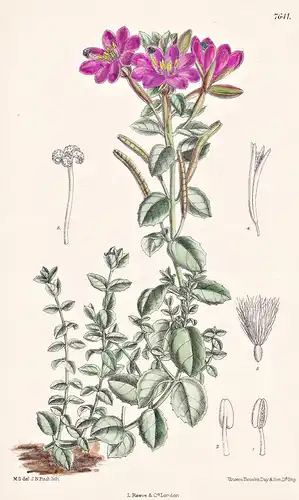 Epilobium Obcordatum. Tab 7641 - California Kalifornien / Pflanze Planzen plant plants / flower flowers Blume