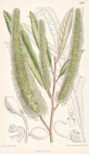 Grevillea Hilliana. Tab 7524 - Australia Australien / Pflanze Planzen plant plants / flower flowers Blume Blum
