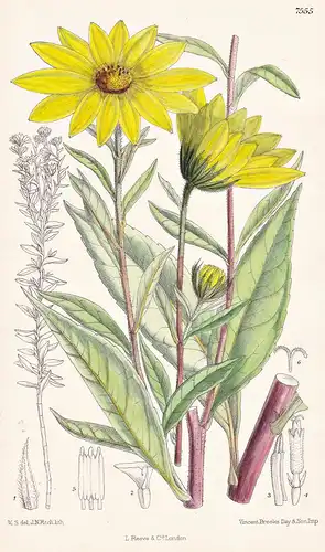 Helianthus Giganteus. Tab 7555 - North America Nordamerika / Pflanze Planzen plant plants / flower flowers Blu