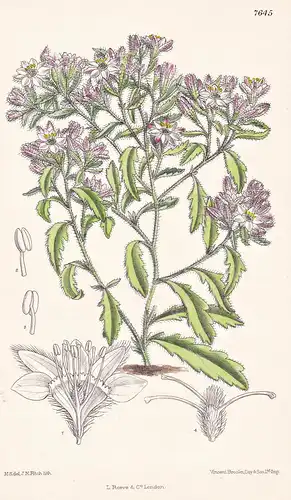 Gynopleura Humilis. Tab 7645 - Chile / Pflanze Planzen plant plants / flower flowers Blume Blumen / botanical
