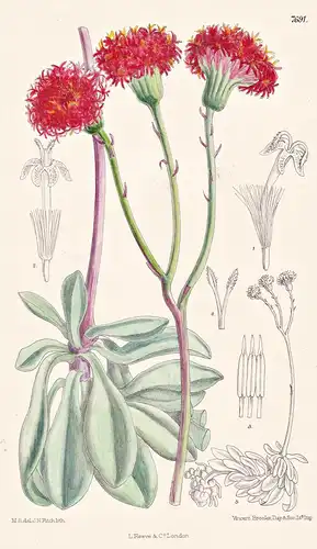 Kleinia Grantii. Tab 7691 - Africa Afrika / Pflanze Planzen plant plants / flower flowers Blume Blumen / botan