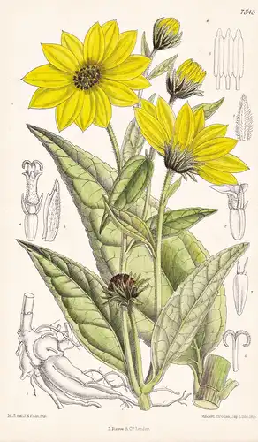 Helianthus Tuberosus. Tab 7545 - North America Nordamerika / Pflanze Planzen plant plants / flower flowers Blu
