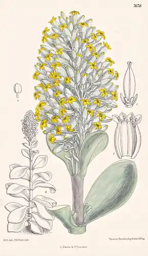 Kalanchoe Thyrsiflora. Tab 7678 - South Africa Südafrika / Pflanze Planzen plant plants / flower flowers Blume