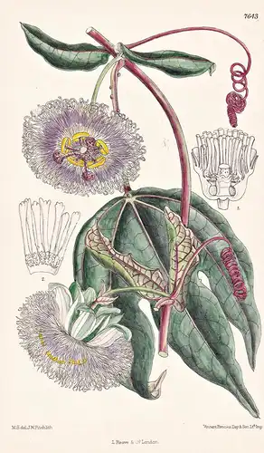 Passiflora Pruinosa. Tab 7643 - Guiana / Passionsblume passion flowers / Pflanze Planzen plant plants / flower