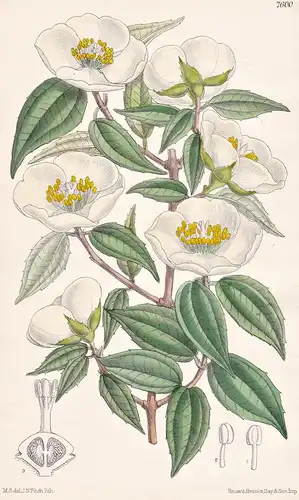Philadelphus Mexicanus. Tab 7600 - Mexico Mexiko Guatemala / Pflanze Planzen plant plants / flower flowers Blu