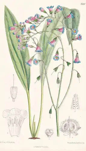 Paracaryum Heliocarpum. Tab 7520 - Himalaya / Pflanze Planzen plant plants / flower flowers Blume Blumen / bot