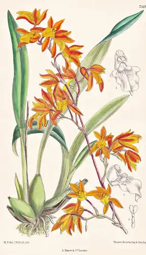 Odontoglossum Retusum. Tab 7569 - Peru / Orchidee orchid / Pflanze Planzen plant plants / flower flowers Blume