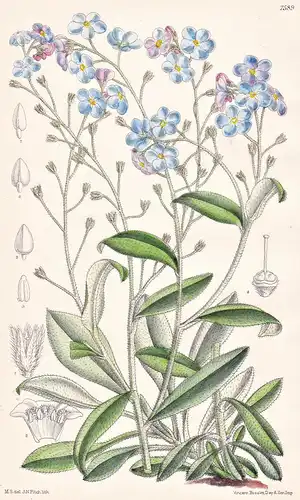 Myosotis Dissitiflora, var. Dyerae. Tab 7589 - Switzerland Schweiz / Pflanze Planzen plant plants / flower flo