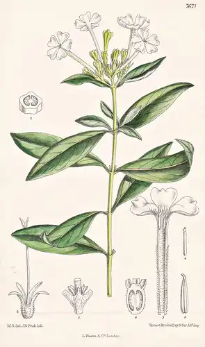 Mussaenda Capsulifera. Tab 7671 - Sokotra / Pflanze Planzen plant plants / flower flowers Blume Blumen / botan
