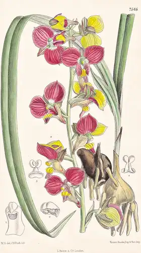 Lissochilus Milanjianus. Tab 7546 - Africa Afrika / Orchidee orchid / Pflanze Planzen plant plants / flower fl