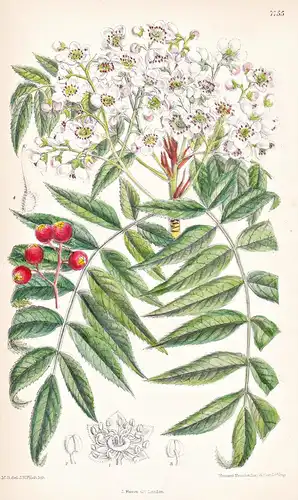 Pyrus Tianschanica. Tab 7755 - Asia Asien / Pflanze Planzen plant plants / flower flowers Blume Blumen / botan