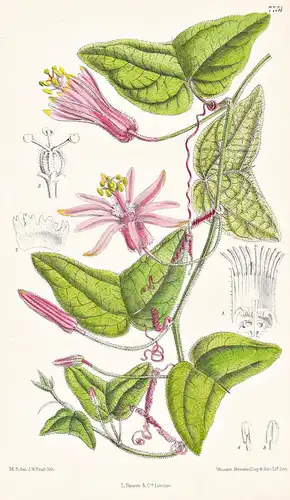 Passiflora Capsularis. Tab 7751 - Brasil Brazil Brasilien / Pflanze Planzen plant plants / flower flowers Blum
