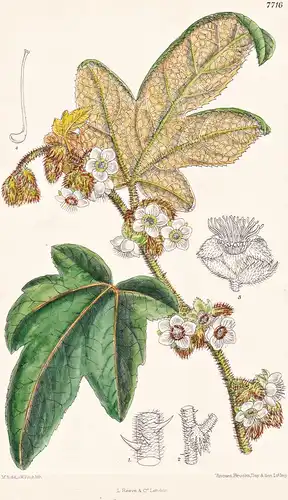 Rubus Reflexus. Tab 7716 - China / Pflanze Planzen plant plants / flower flowers Blume Blumen / botanical Bota
